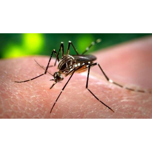 Senepa intensifica acciones en todo el país por la Semana Santa
    
    <div class=