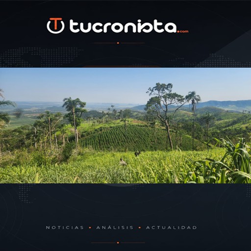 Antinarcóticos en Canindeyú eliminan más de 70 toneladas de marihuana