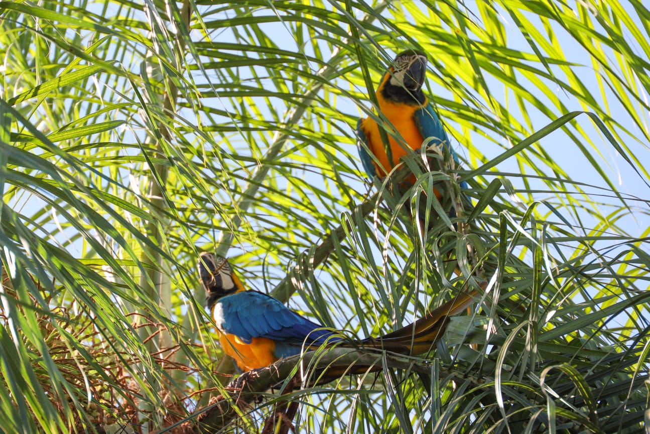 Histórico avistamiento de guacamayos en Refugio Biológico de Mbaracayú
    
    <div class=