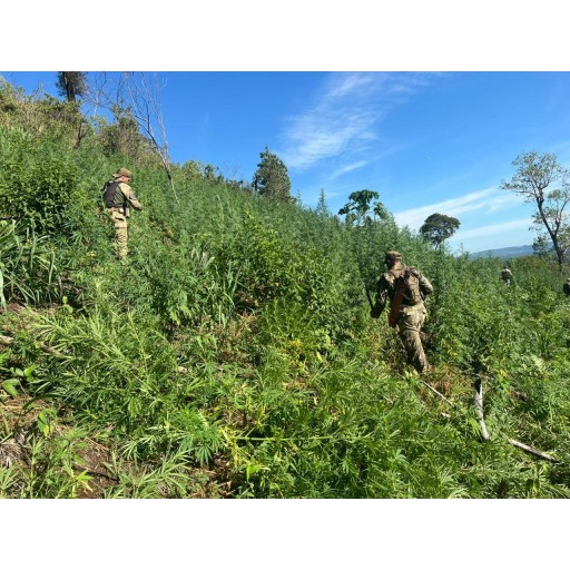 Operación “Frente Sur” destruye de 63 toneladas de marihuana en Tava Porã
    
    <div class=