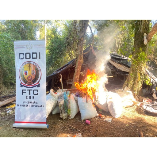 En Caazapá destruyen 110.000 kg de marihuana 
    
    <div class=