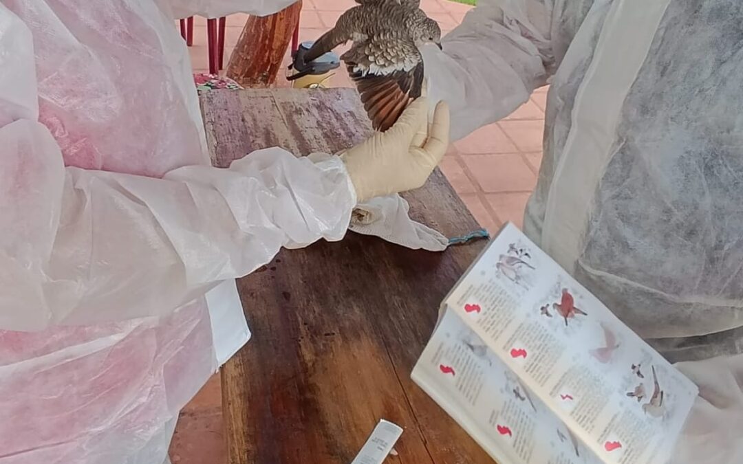 Gripe aviar: Mades monitorea aves silvestres nativas y migratorias
    
    <div class=