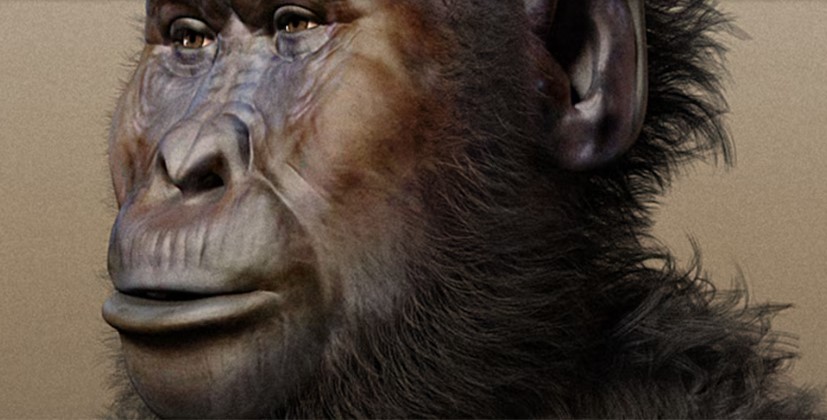 Paranthropus boisei, ¿el homínido que también usaba herramientas como los humanos?
    
    <div class=