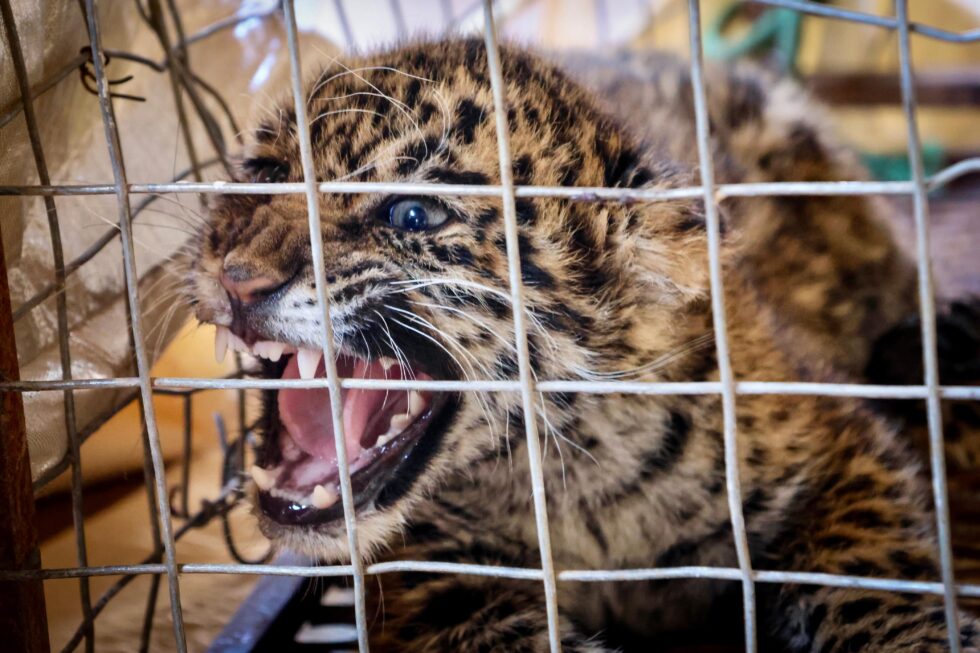 Rescatan a cachorro de jaguareté en Concepción
    
    <div class=