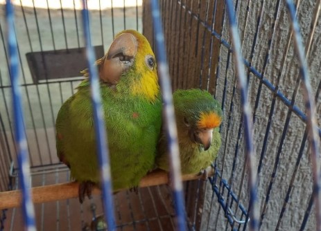 Luque: Rescatan aves silvestres víctimas de venta ilegal
    
    <div class=