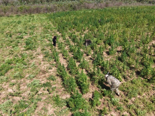 Senad destruye más de 30 toneladas de marihuna en operativo de Canindeyú
    
    <div class=