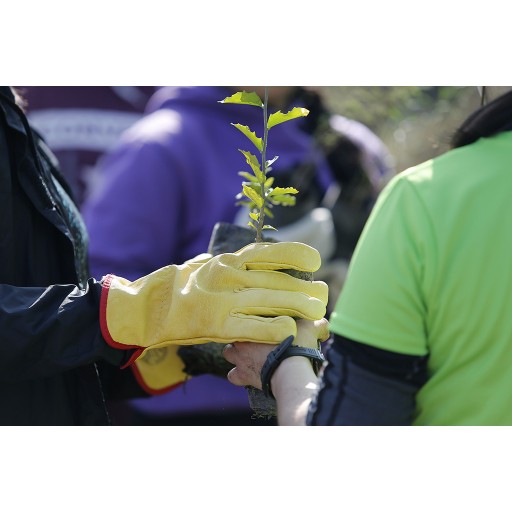 Plantatón: Festejan una década con jornada masiva plantando más árboles 
    
    <div class=
