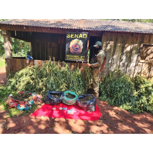 Desmantelan laboratorio de marihuana “Skunk” en San Pedro